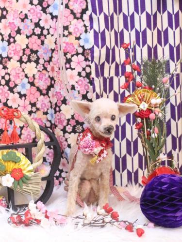 20250131プーちゃん